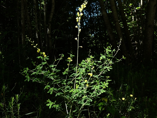 {Baptisia tinctoria}